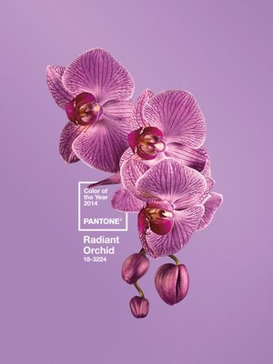 Pantone has declared Radiant Orchid its 2014 Color of the Year. COURTESY PANTONE