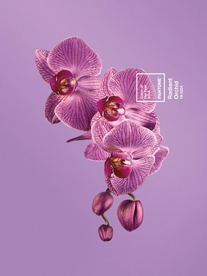 Pantone has declared Radiant Orchid its 2014 Color of the Year. COURTESY PANTONE