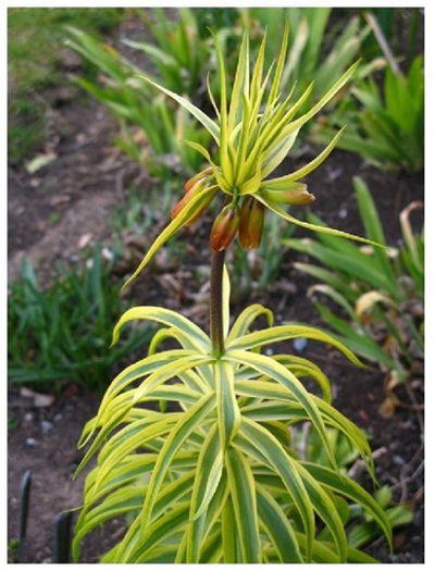 Fritillaria imperialis with variegated leaves.     DIANNE B.