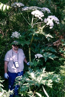 A towering giant hogweed. COURTESY NEW YORK INVASIVE SPECIES INFORMATION