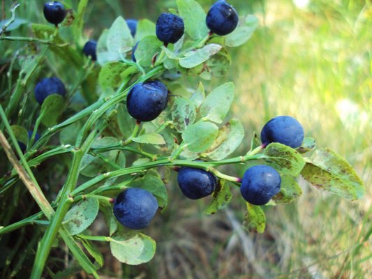 You can be picking these right from your own blueberry patch if you plant the bushes this spring. Harvesting can begin in as little as two to three years. COURTESY ELBUNITKASNIQI/WIKIMEDIA COMMONS