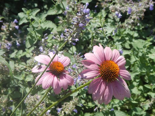 Dina Merrill and Ted Hartley have a variety of "cutting flowers" in their garden, including this echinacea. CAREY LONDON