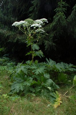 Giant Hogweed FRITZ GELLER-GRIMM