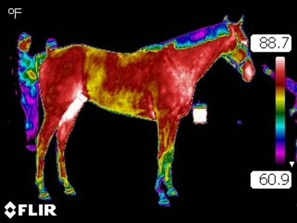 Thermal imaging lets veternarians and horse owners spot troubled areas or lameness in a horse without causing further pain or discomfort.