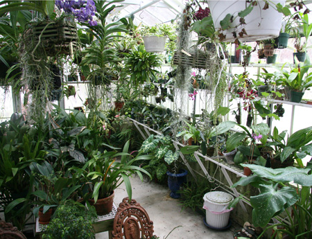 Dr. Moraru received his first orchid plant as a gift 20 years ago. Now he has more than 1,500 of them.KYRIL BROMLEY