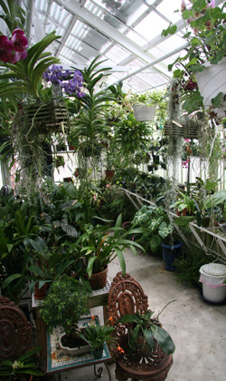 Dr. Moraru received his first orchid plant as a gift 20 years ago. Now he has more than 1,500 of them.KYRIL BROMLEY