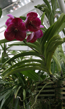 Dr. Moraru's Vanda Robert's delight. KYRIL BROMLEY