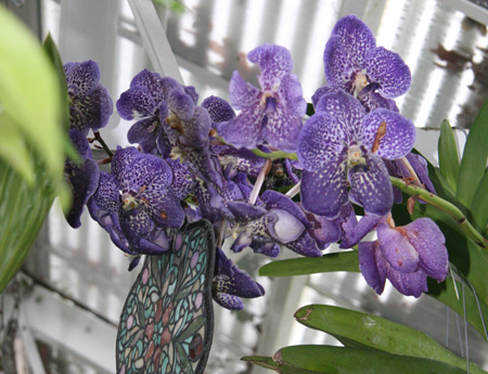 Vanda Trevor's Rainbow. KYRIL BROMLEY