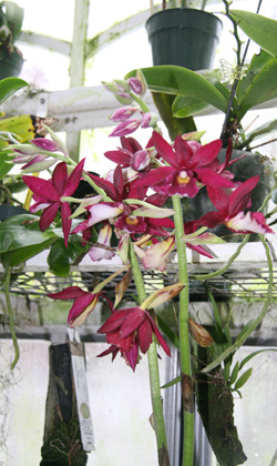 Dr. Moraru's kryptonite orchid. KYRIL BROMLEY