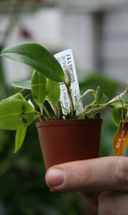 Dr. Moraru propagates orchids too. KYRIL BROMLEY