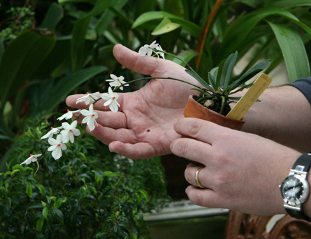 Dr. Moraru displays his Aerangis orchid. KYRIL BROMLEY