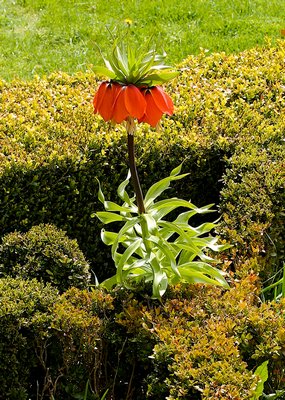A lone fritillary imperialis at Madoo bloomed this year over five years after the garden's late founder, Robert Dash, planted the bulb. KYRIL BROMLEY