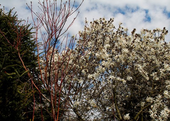 Magnolias at Madoo. KYRIL BROMLEY