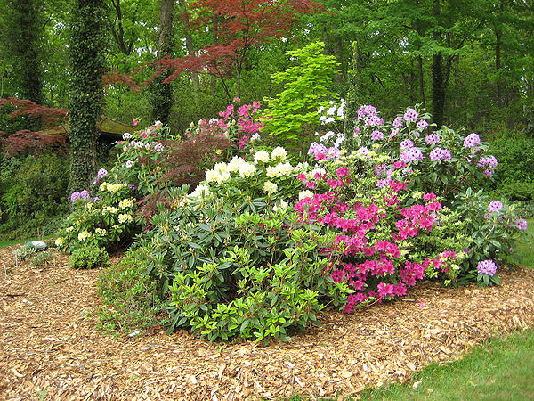 Rhododendrons fill the garden with color in spring.   COURTESY BRUCE FELLER