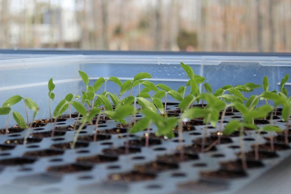 Tomato seedlings. ALEXANDRA TALTY