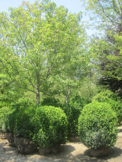 A selection of trees and shrubs at Whitmore's in East Hampton.