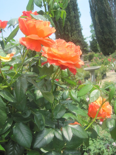 David Austin Orange Roses at Marder's in Bridgehampton.