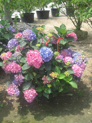 Hydrangeas at Marder's in Bridgehampton.