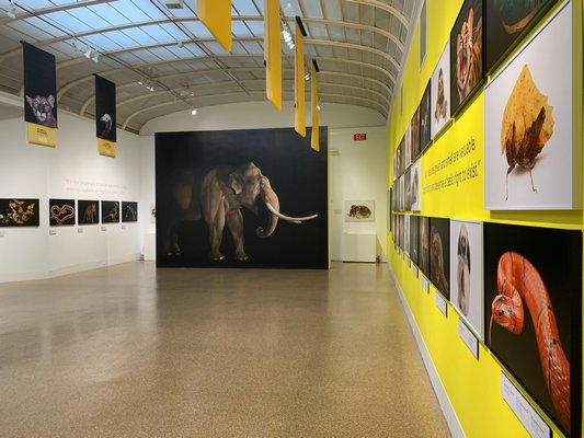 The National Geographic Photo Ark exhibition installed at the Southampton Arts Center. ANNETTE HINKLE