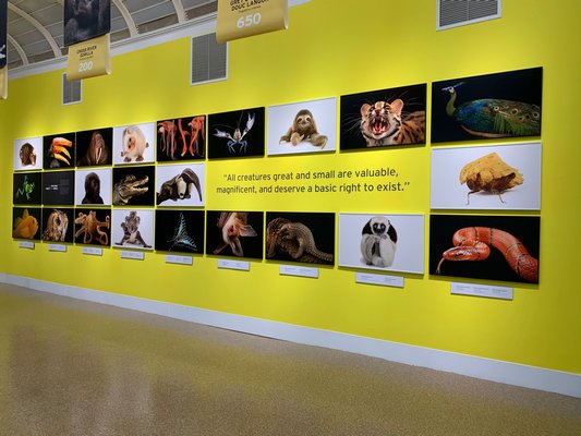 The National Geographic Photo Ark exhibition installed at the Southampton Arts Center. ANNETTE HINKLE
