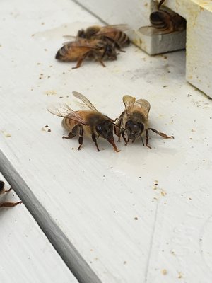 Bees starved out by an invasion of ants. LISA DAFFY