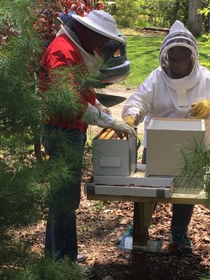 Moving the bees from their travel box into their permanent home. LISA DAFFY