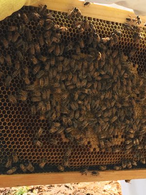 This frame shows the queen is off to a good start, with a nice oval brood pattern in the middle. LISA DAFFY