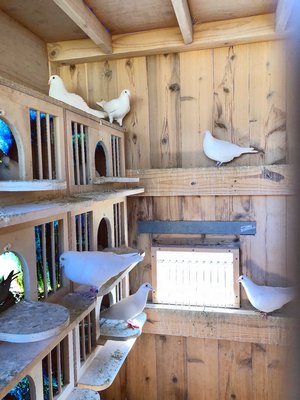 interior of pen showing nesting boxes ANNE SURCHIN