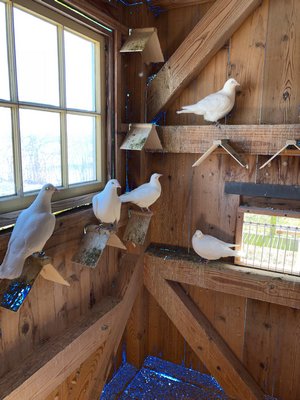 Doves in pen on perches. ANNE SURCHIN