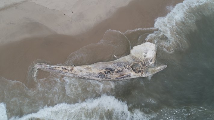 A birds eye view of the rotting whale carcass that washed ashore Friday evening near Peters Pond Lane in Sagaponack.   KENT FEUERRING
