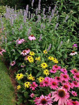 Front to back: echinacea, rudbeckia and agastache. LISA DAFFY