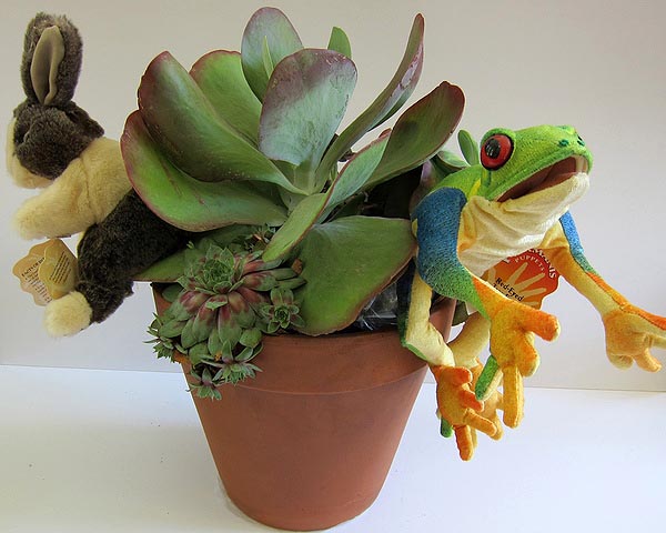 Live succulents with rabbit and frog hand puppets by Michael Grim of Bridgehampton Florist. COURTESY ALEXANDRA EAMES