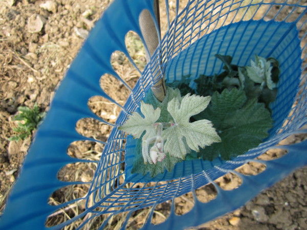A little pinot meunier vine planted in a protective grow tube.