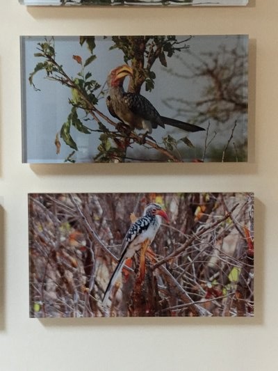 Photos by joe Billone of his travels in South Africa. If you remember the Zazu bird character in "The Lion King," this is the bird (a red-billed horn bill) that Disney took the character from. Joe was on Broadway in his youth!! MARSHALL WATSON