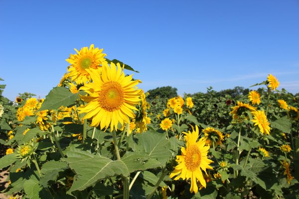 Sunflowers at Diane Miller's stand on Ocean Road in Bridgehampton. ALEXANDRA TALTY