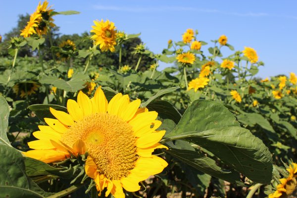 Sunflowers at Diane Miller's stand on Ocean Road in Bridgehampton. ALEXANDRA TALTY