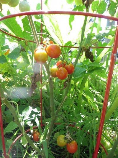 Tomatoes in Lisa Bowen's garden. ALEXANDRA TALTY