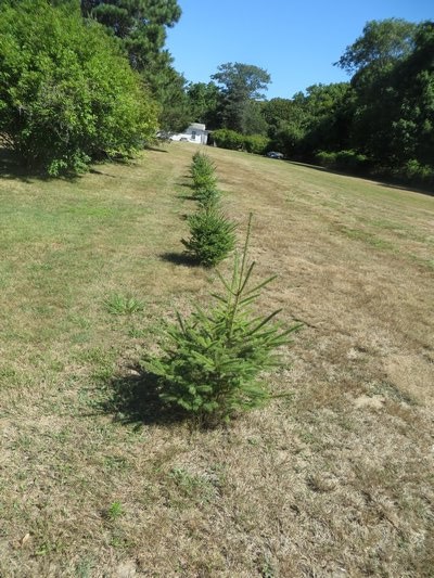 Indigenous trees are part of an initiative to bring back native species. These trees were donated by the Long Island Plant Initiative. ALEXANDRA TALTY