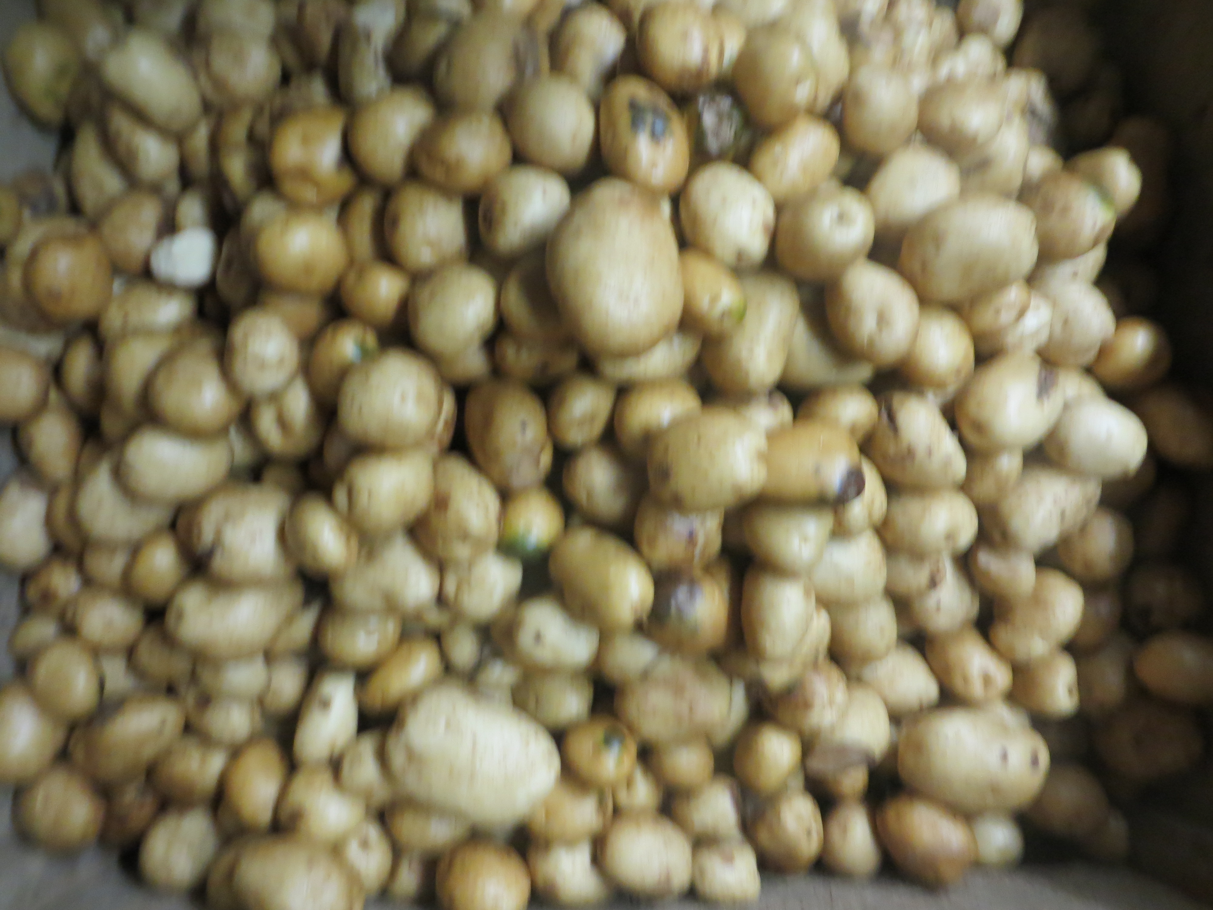 The Wesnofske farm in Bridgehampton grows potatoes for wholesale distribution. ALEXANDRA TALTY