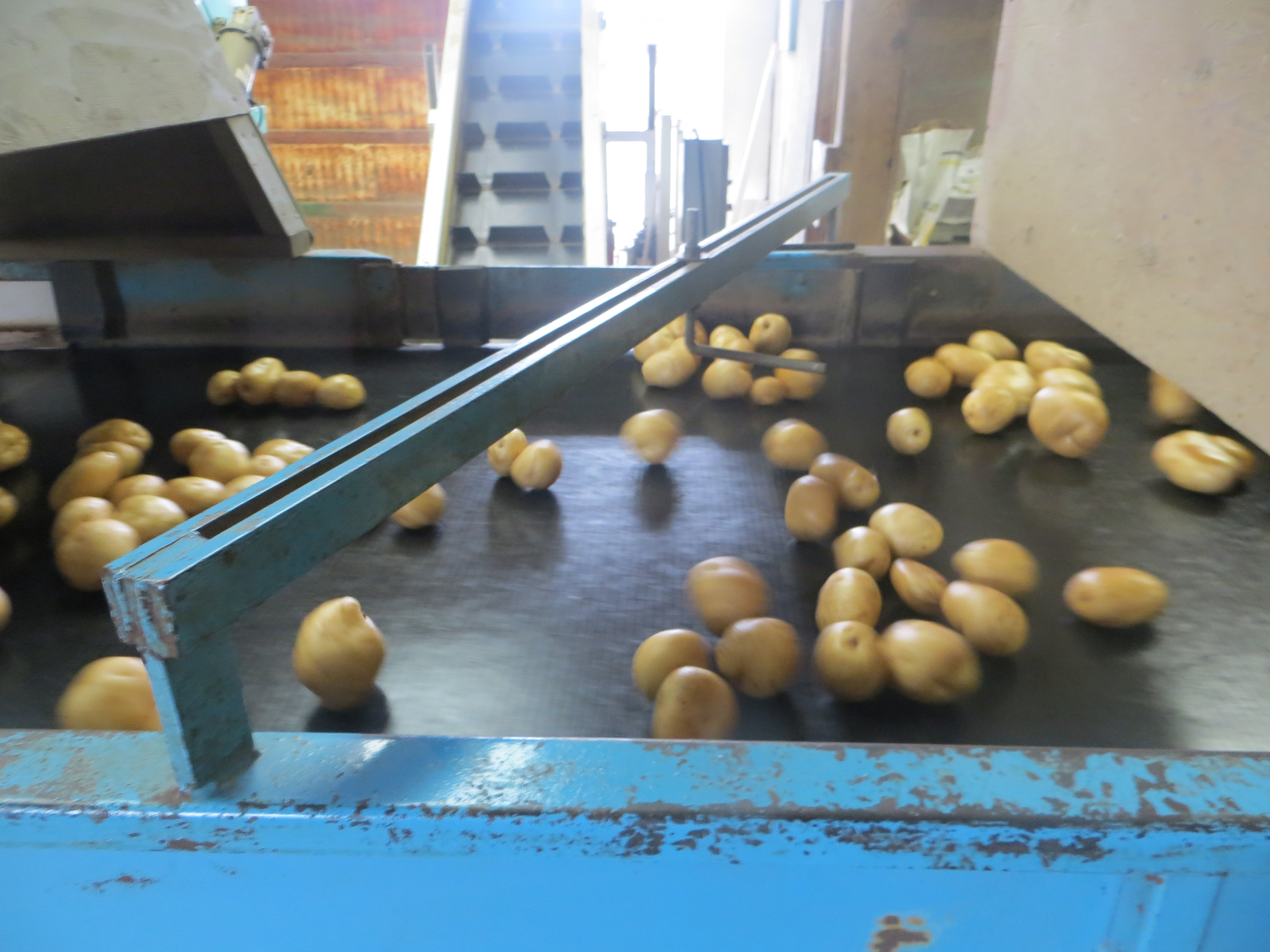 The Wesnofske farm in Bridgehampton grows potatoes for wholesale distribution. ALEXANDRA TALTY