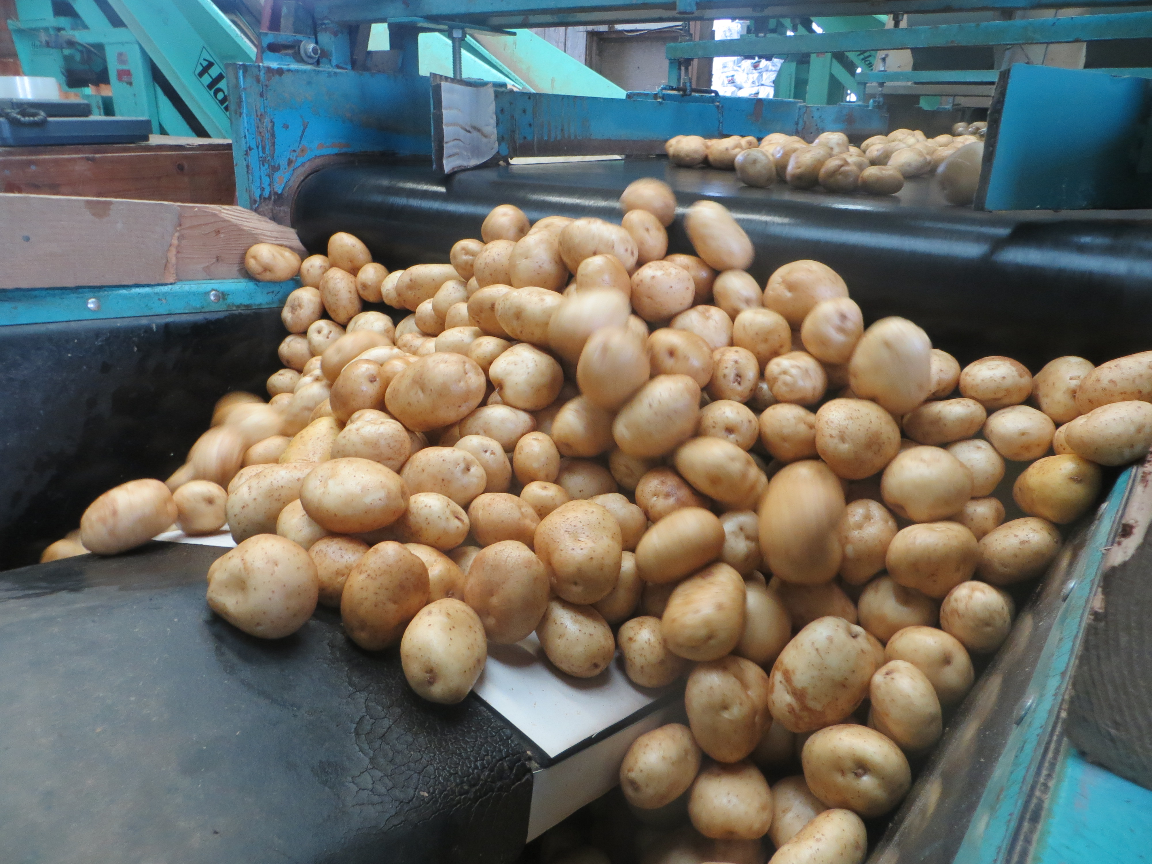The Wesnofske farm in Bridgehampton grows potatoes for wholesale distribution. ALEXANDRA TALTY