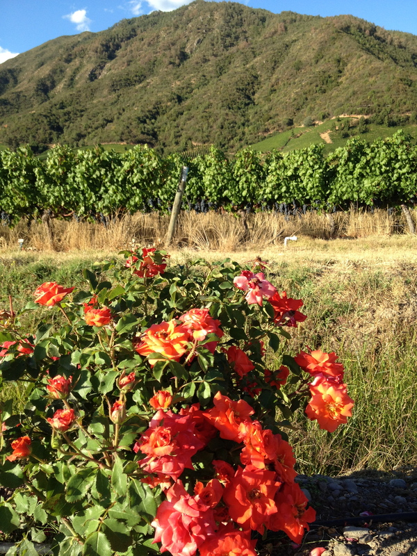 A day of vines and roses at Montes.
