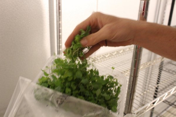 Good Water Farms' microgreens. ALEXANDRA TALTY