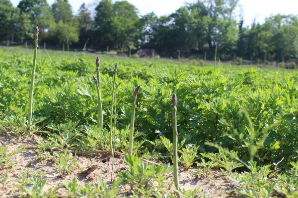 Asparagus, which must grow for three years before it is edible, at The Green Thumb in Water Mill. ALEXANDRA TALTY