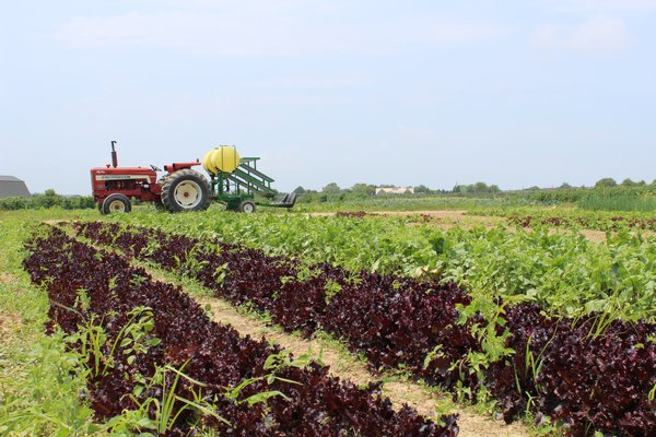 Fresh lettuce and kale growing at Open Minded Organics in Bridgehampton, located off Butter Lane.  COURTESY OPEN MINDED ORGANICS
