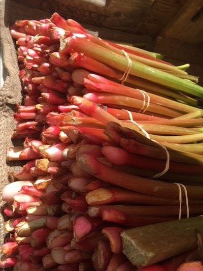Farmers market rhubarb JANEEN SARLIN