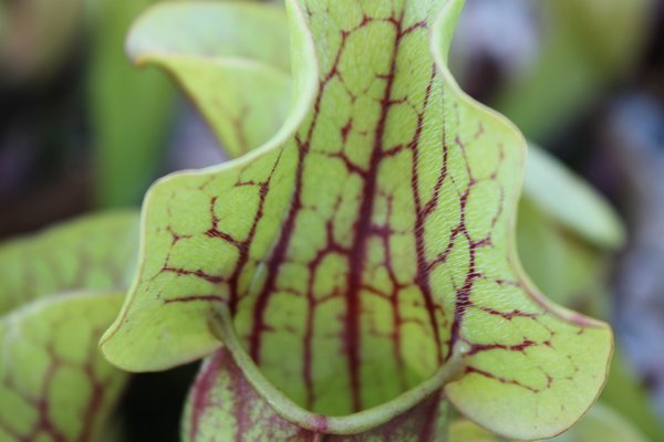 A purple pitcher plant on display inside the Seemore Gardens in St. James. KYLE CAMPBELL