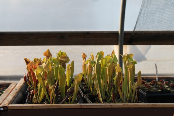A collection of purple pitcher plants bask in the setting sun on Thursday, April 10 inside the Seemore Gardens greenhouse in St. James. KYLE CAMPBELL