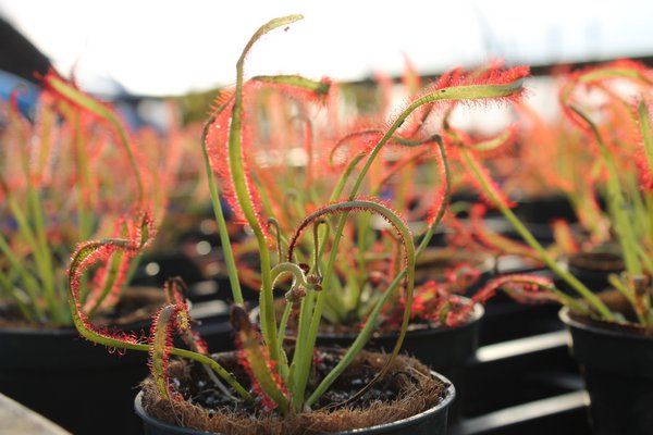 A collection of Sundew plants inside the Seemore Gardens greehouse in St. James. KYLE CAMPBELL