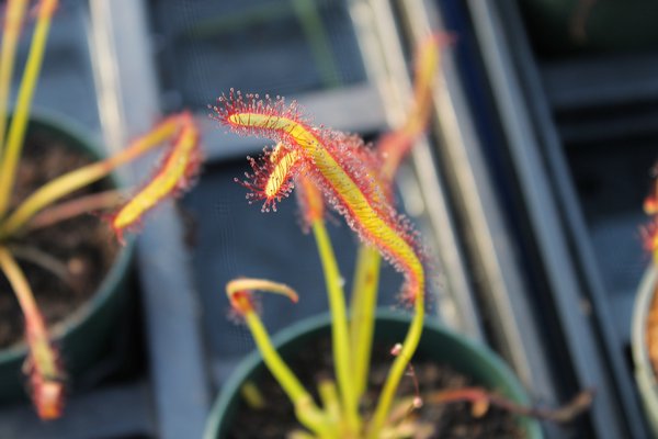 The sundew plant uses a sticky enzyme to entice, entrap and digest curious insects. KYLE CAMPBELL